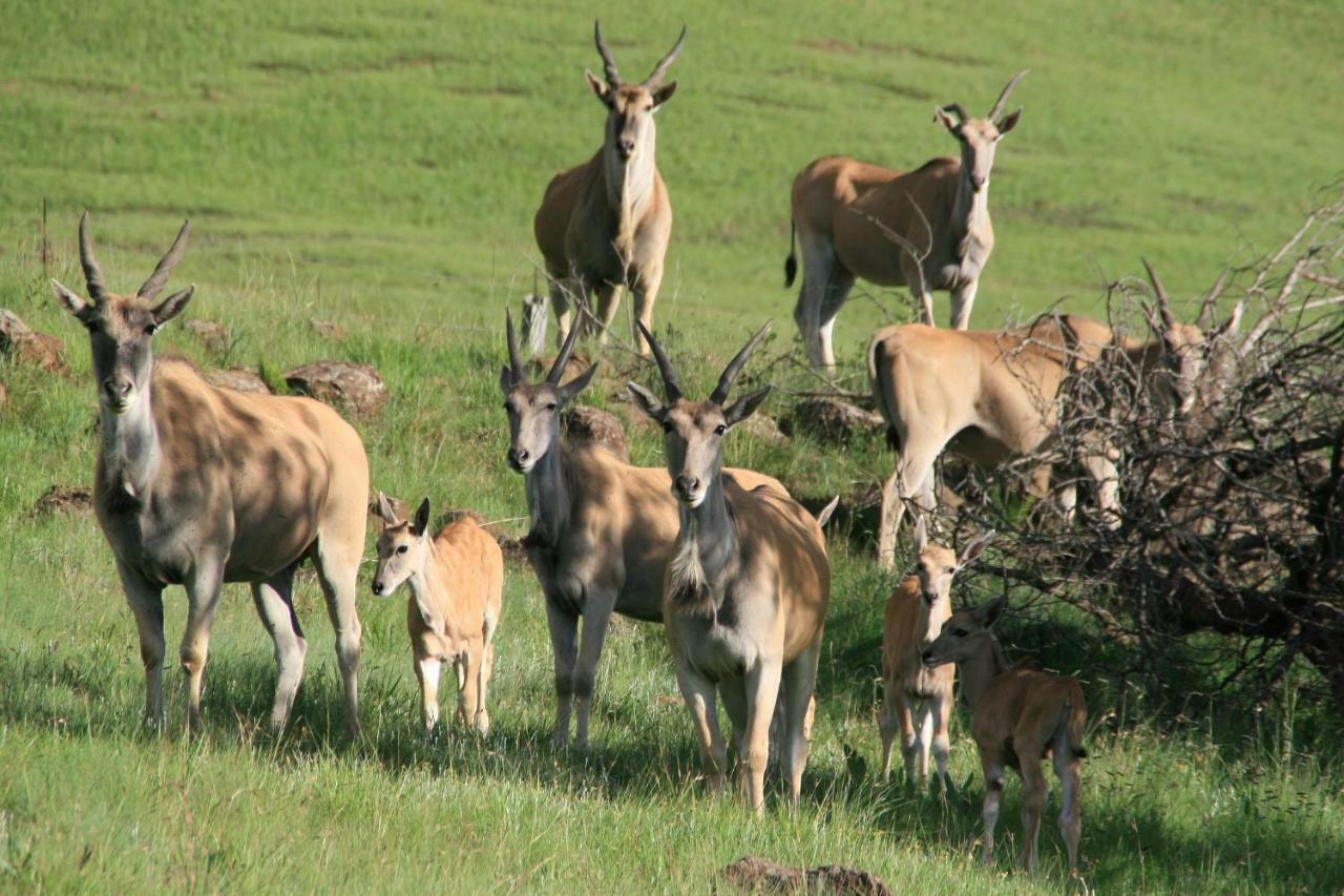 Sani Valley Nature Lodges Himeville Buitenkant foto