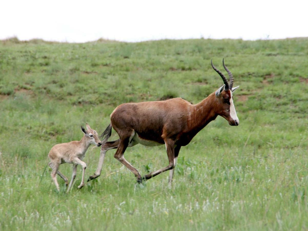 Sani Valley Nature Lodges Himeville Buitenkant foto